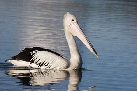 Australian Pelican, Pelecanus conspicillatus floating on calm blue waterの写真素材