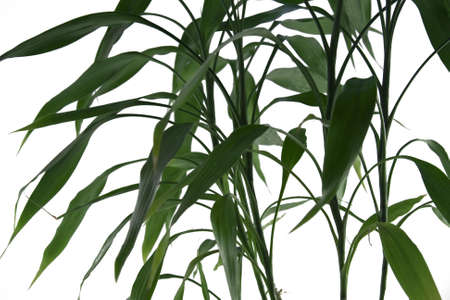deep green water bamboo over white backgroundの写真素材