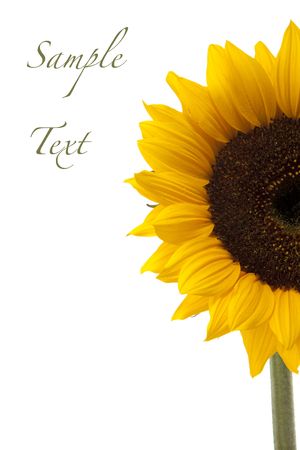 beautiful yellow Sunflower in a white backgroundの写真素材