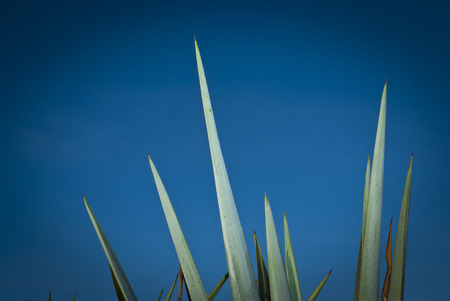 Agave landscapeの写真素材