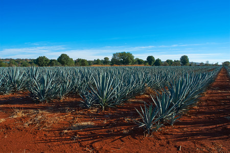 Agave landscapeの写真素材