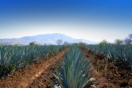 Agave fieldの写真素材