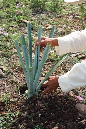 A man work in tequila industryの写真素材