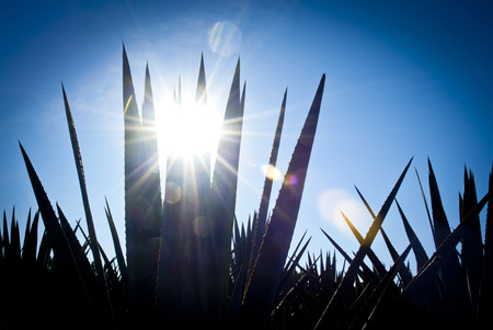 Back light tequila agave landscapeの写真素材
