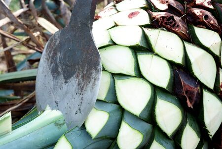 agave pineapples on the floorの写真素材