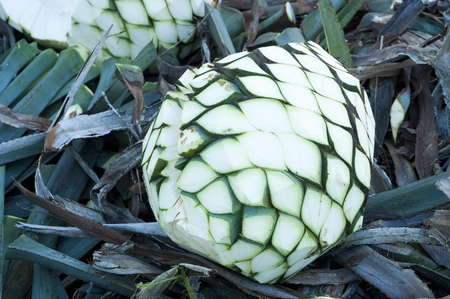 Process of production of the tequilaの写真素材