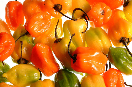 Yellow hot Chili Peppersの写真素材