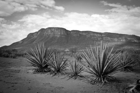 Agave landscapeの写真素材