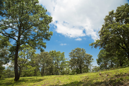 beautiful green forest. Mexico, mountain landscape.の写真素材