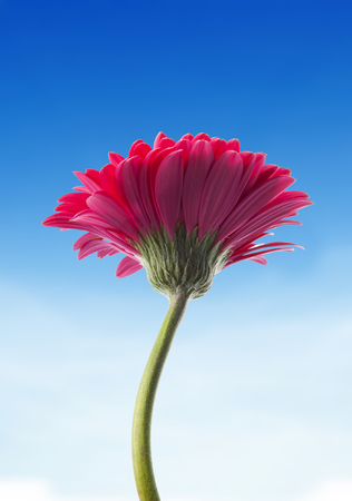 Beautiful and grand pink flower, in a blue sky of backgroundの写真素材