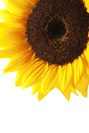 Macro of a beautiful sunflower with dew drops isolated on whiteの写真素材