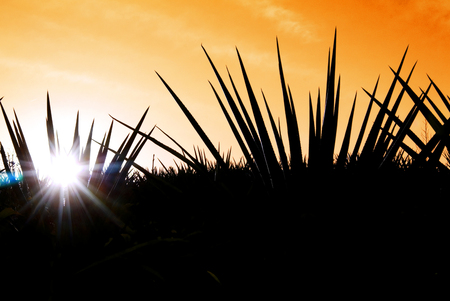 Agave tequila landscape to Guadalajara, Jalisco, Mexico.の写真素材