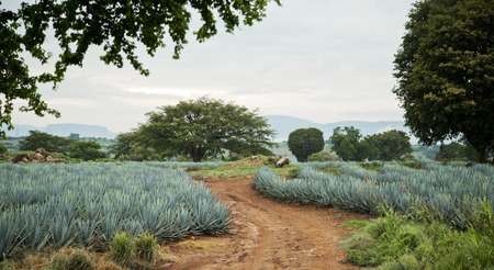 Agave tequila landscape to Guadalajara, Jalisco, Mexico.の写真素材