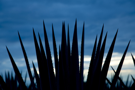 Agave tequila landscape back light whit blue sky to Guadalajara, Jalisco, Mexico.の写真素材