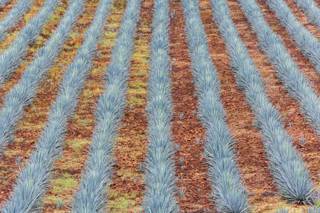 Landscape of planting of agave plants to produce tequilaの写真素材