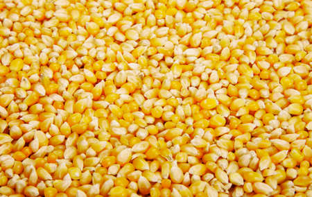 Bulk of yellow corn grains texture