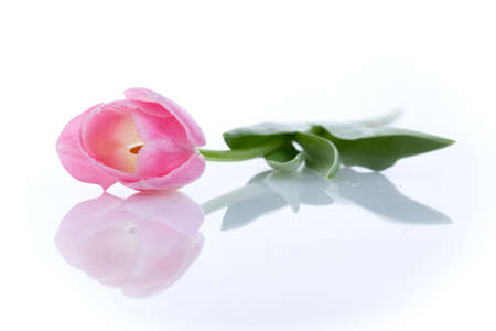 Bouquet of beautiful pink tulips on white background.の写真素材