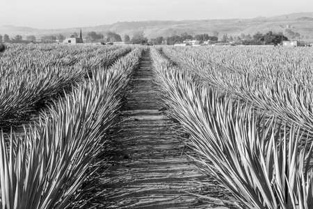 Landscape of agave plants to produce tequila. Mexico. Black and white.の写真素材