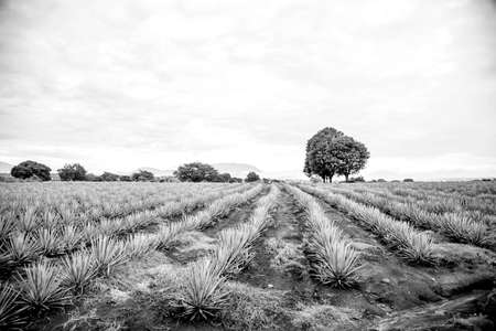 Landscape of agave plants to produce tequila. Mexico. Black and white.の写真素材