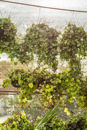 Greenhouse full of green plants. Growing house of decorative plants and vegetables.