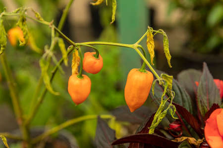 Greenhouse full of green plants. Growing house of decorative plants and vegetables.