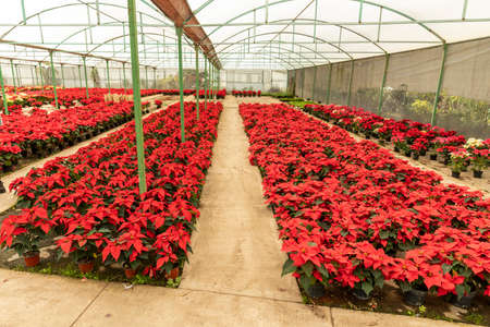 Greenhouse full of Christmas star red poinsettia flowers.の写真素材