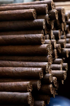Detail of hands man working twisting tobacco leaves to make cigars cigars.