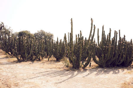 Desaturated landscape in desert with cactus.cultivate,