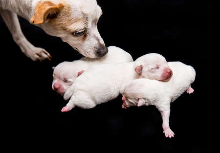 Mom dog and small puppies of chihuahua and sleeping on black background.の写真素材