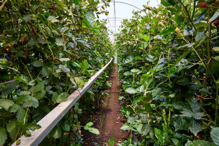 Covered greenhouse with raspberries cultivation.の写真素材