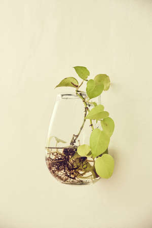 Detail of a vase with a plant with water on a wallの写真素材