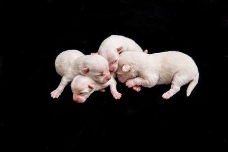 Detail of a tender puppies on a black background