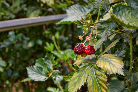 Covered greenhouse with raspberries cultivation.