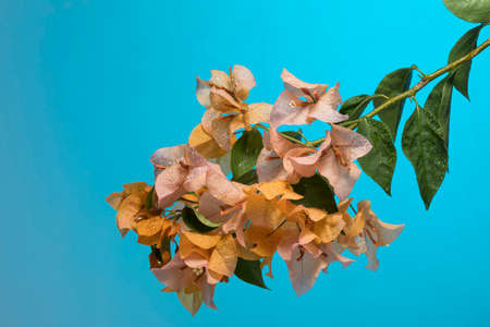 detail of bouquet of flowers with breezes of rain on blue backgroundの写真素材