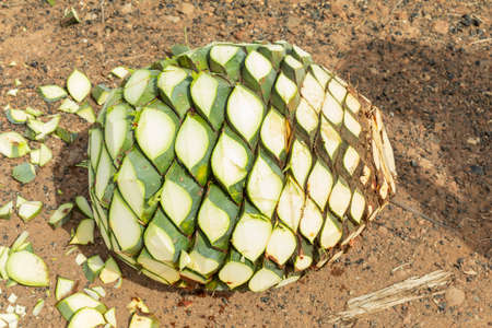 Detail of agave in Tequila, Guadalajara landscape. beautiful view