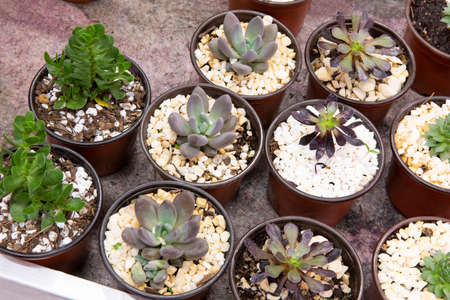 detail lines of different types of cactus on the outside