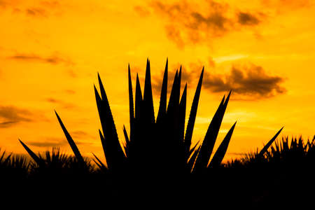 Sunset landscape of a tequila plantation, Guadalajara, Mexico.の写真素材
