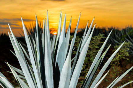 Sunset landscape of a tequila plantation, Guadalajara, Mexico.の写真素材