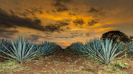 Sunset landscape of a tequila plantation, Guadalajara, Mexico.の写真素材