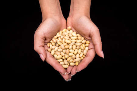 woman's hands with yellow bean grains on black backgroundの写真素材