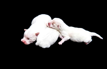 Small and tender puppy held by handの写真素材