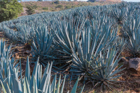 Agave tequila landscape near to Guadalajara, Jalisco, Mexico.の写真素材