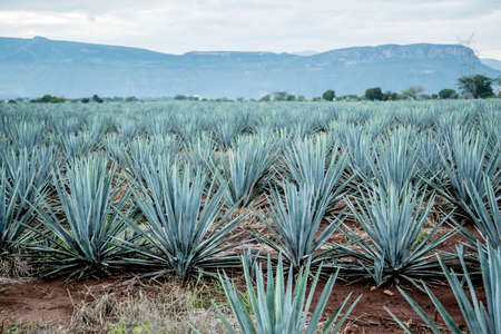 Agave tequila landscape near to Guadalajara, Jalisco, Mexico.の写真素材