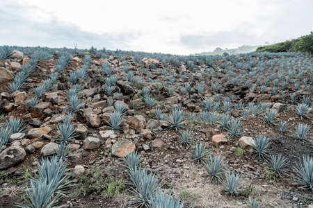 Agave tequila landscape near to Guadalajara, Jalisco, Mexico.の写真素材