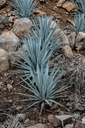 Agave tequila landscape near to Guadalajara, Jalisco, Mexico.の写真素材