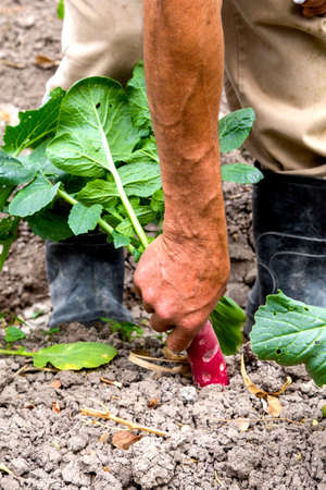 freshly grown fresh radishesの写真素材