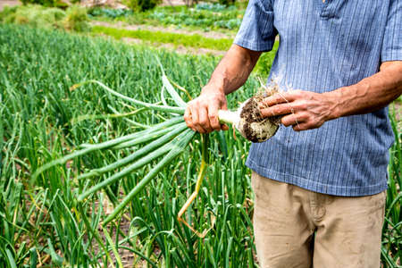onion crop fieldの写真素材