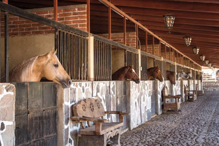 Purebred wild horse, running free in the fieldの写真素材