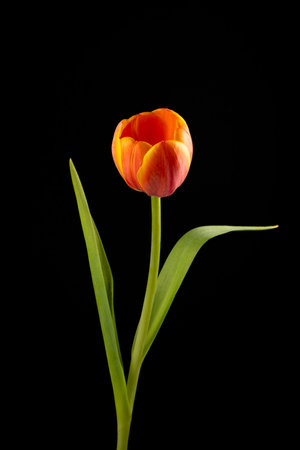 ornament of different colored flowers in vase and closeupの写真素材