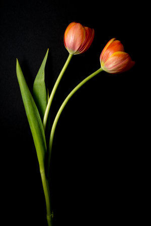 ornament of different colored flowers in vase and closeupの写真素材